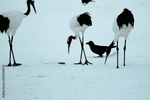 Dancing Cranes. The ritual marriage dance of cranes. The red-crowned crane. Scientific name: Grus japonensis, also called the Japanese crane or Manchurian crane, is a large East Asian Crane.The red-cr photo