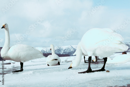 Swans on the Lake Kussharo, Hokkaido there are swans in the snow, sometimes alone, sometimes in a group. They have black feet.