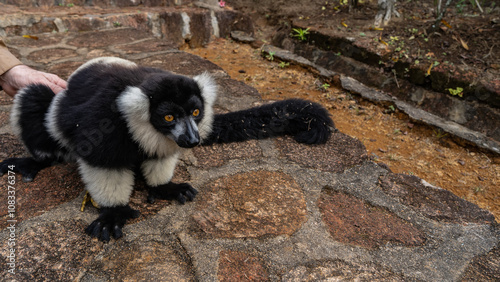 Cute lemur vari  is sitting on a stone path, watching carefully. Fluffy black and white fur, bright orange eyes. A human hand is stroking an animal. Madagascar. Lemur Island.  Nosy Soa Park photo