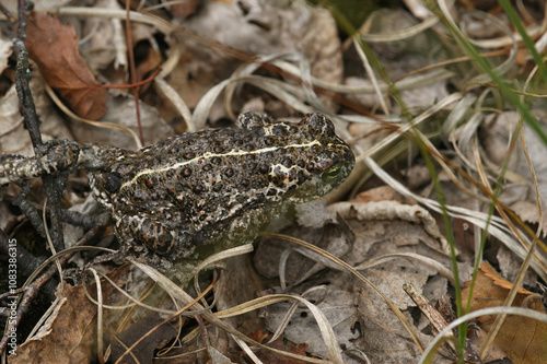 Closeup on a the rare and endangered European natterjack toad, Bufo calamita photo