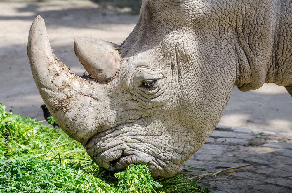 Fototapeta premium Close-up of Indian rhinoceros (Rhinoceros unicornis) grazing.