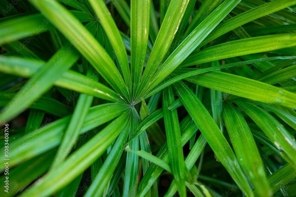 Fototapeta premium Tropical leaves, natural green background