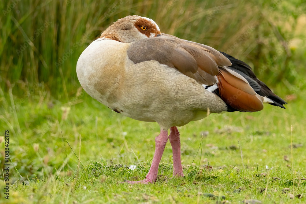 Obraz premium Egyptian Goose (Alopochen aegyptiaca) close up