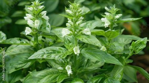 White  Angelonia Flower Close-up: Delicate, white angelonia flowers bloom in a close-up view, showcasing the intricate details of their petals and their vibrant green foliage. photo