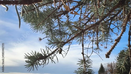 pine tree branches