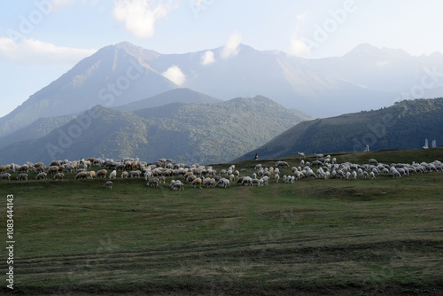 flock of sheep graze in the mountains, dogs are shepherds