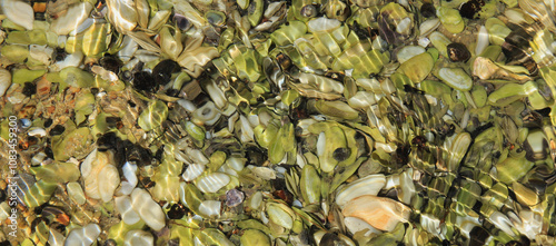 Sea shells photographed in the Awaroa Bay, New Zealand photo