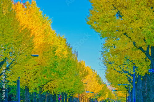 銀杏並木の秋風景