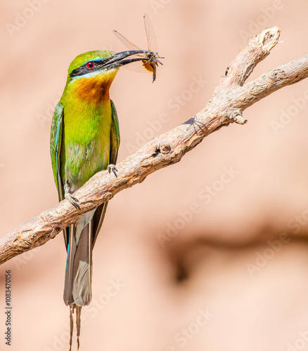 Blue-tailed bee-eater (philippinus merops) beautiful green bird with blue tail perching on branch with dragon fly prey to feed its chick, exotic nature photo