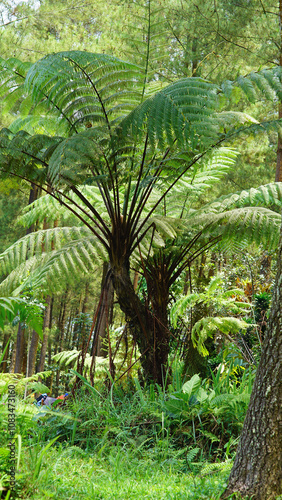 fern of the species Cyathea spinulosa photo