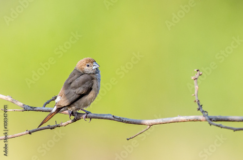 Indian Silverbill or White throated Munia (Euodice malabarica) is a small passerine bird found in Subcontinent. photo