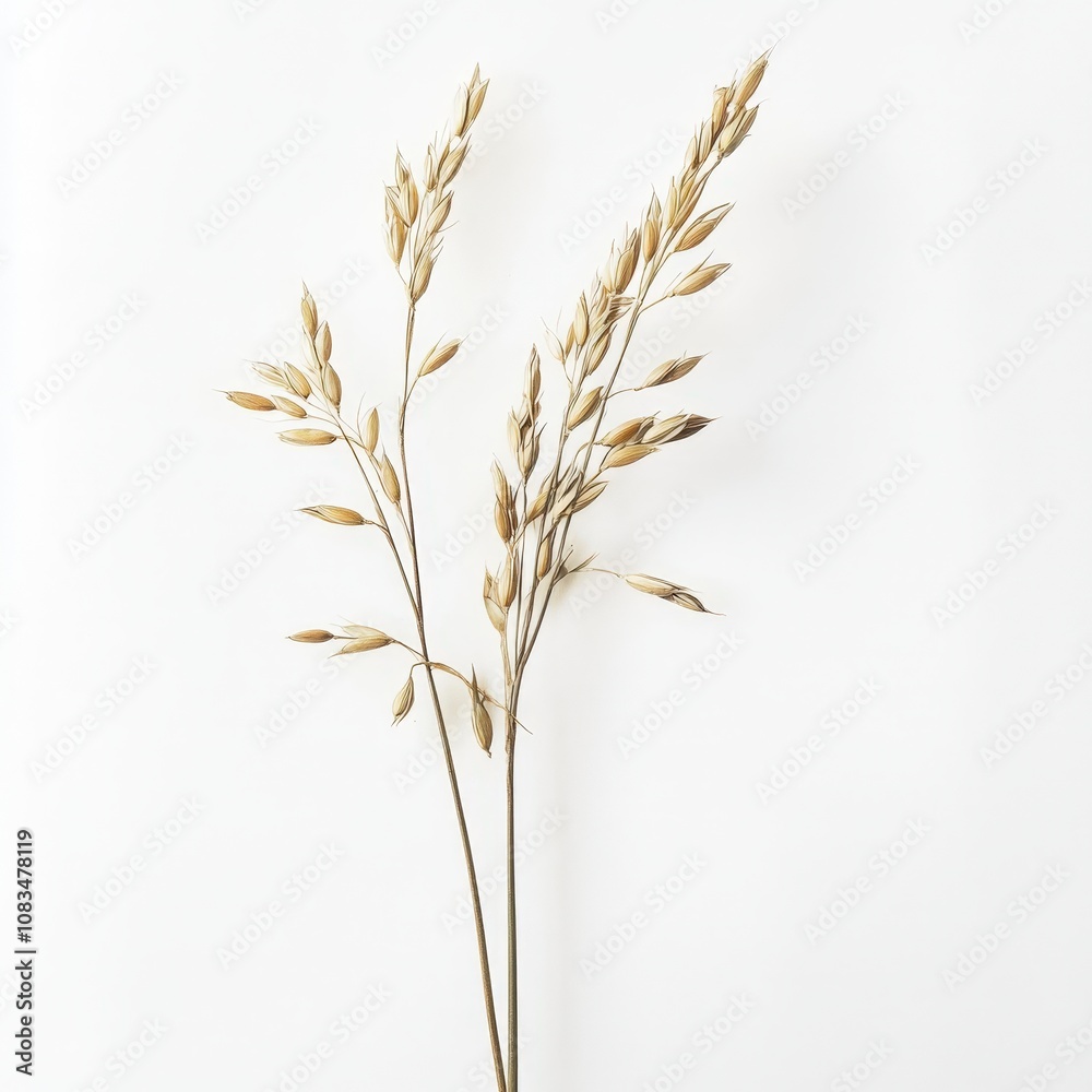 Fototapeta premium Dried oat stems with seeds on white background for natural or botanical themes.
