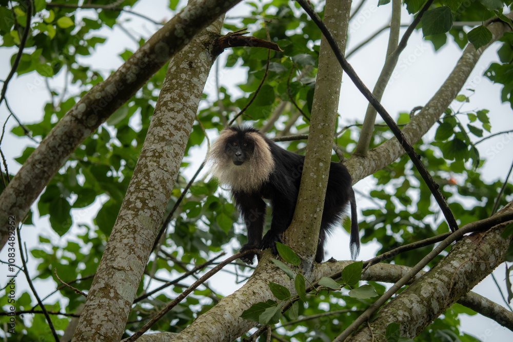 Fototapeta premium Graceful Guardian of the Rainforest: Endangered Lion-Tailed Macaque on a Branch