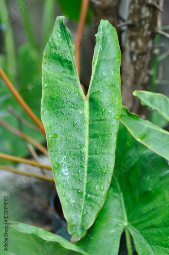 Valokuva Philodendron billietiae Croat, Philodendron plant and rain droplet