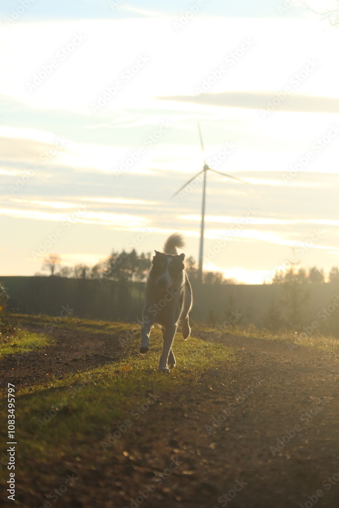 Obraz premium Hund