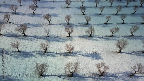 CAMPO DE ALMENDROS NEVADO