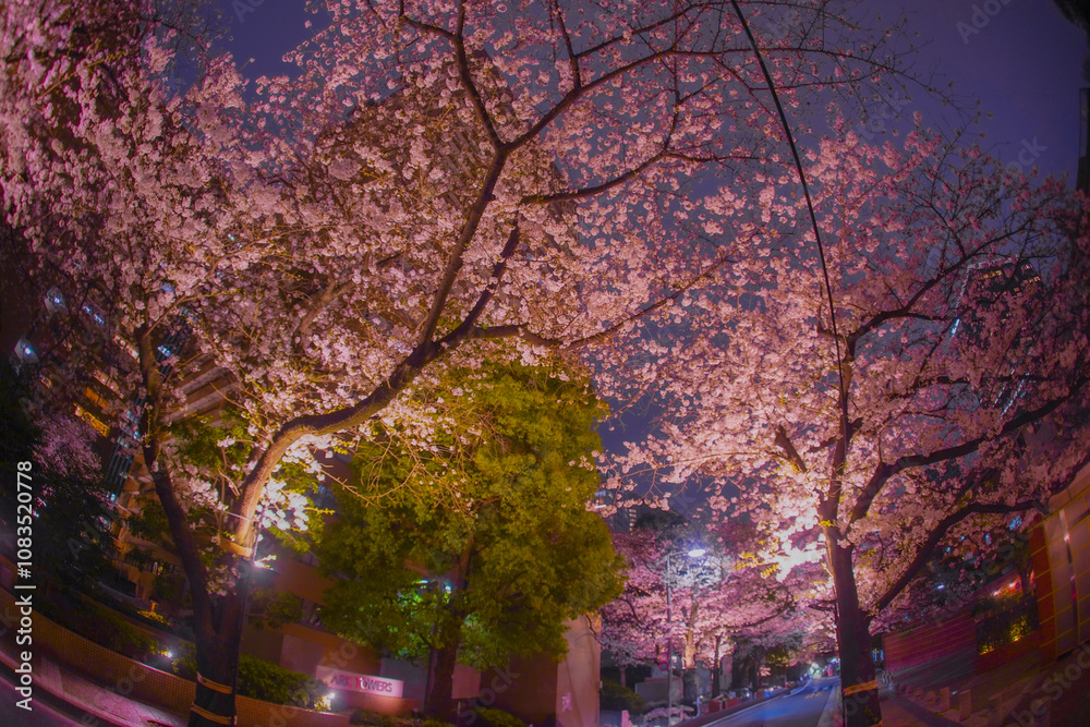 ライトアップされた桜並木