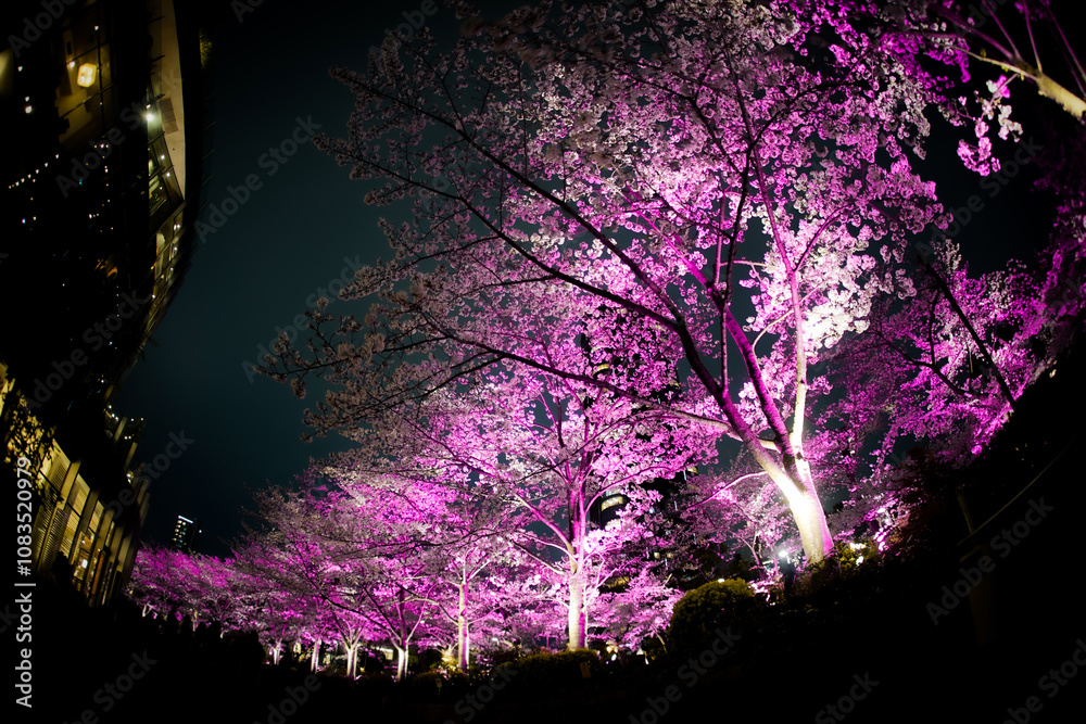 光輝く夜桜の並木
