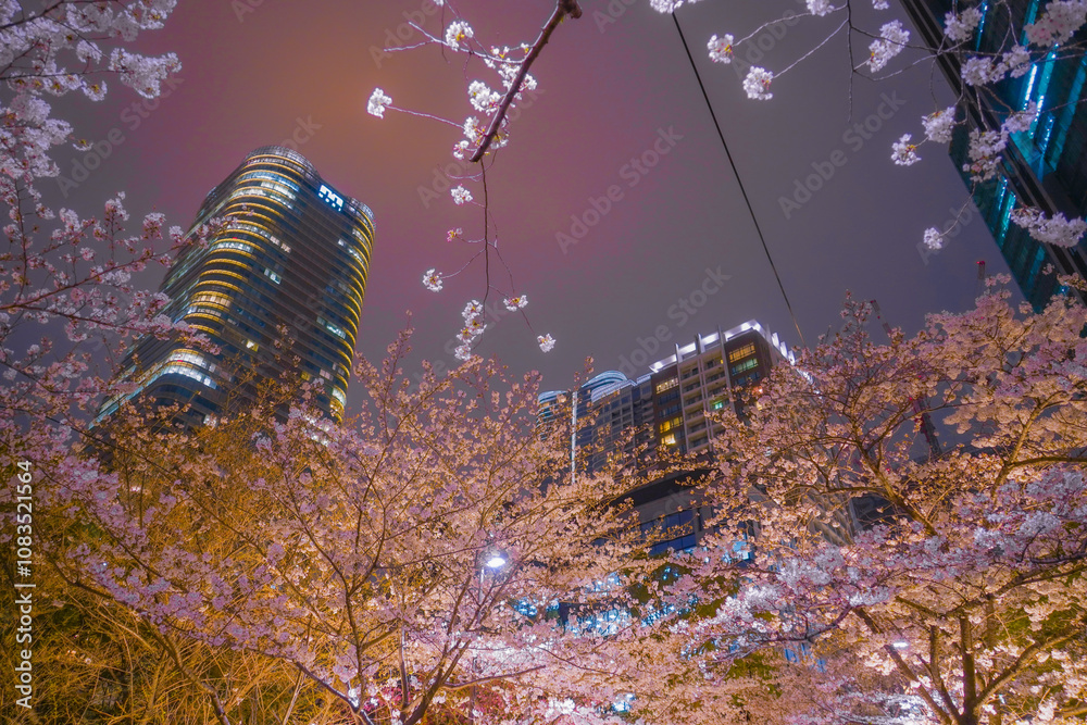 桜並木と高層ビルの夜景