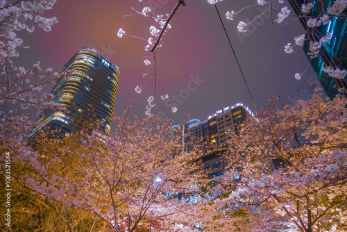 Obraz na płótnie 桜並木と高層ビルの夜景 w salonie