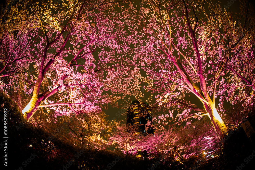 ライトアップされた桜と高層ビル