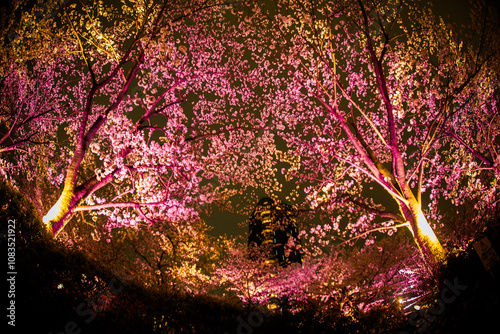 Obraz na płótnie ライトアップされた桜と高層ビル w salonie