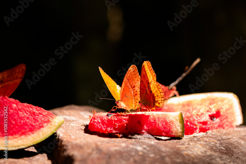 Cirrochroa tyche rotundata Butler.Close up view and low light of The Common Yeoman butterfly is sucking nectar and nutrients from watermelon pieces. Which are obtained from tourists who come to visit. photo