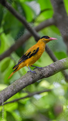 Black-naped oriole perching on a branch photo