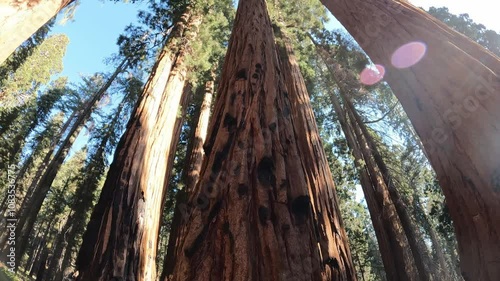 Redwood forest in Sequoia National Park, United States	