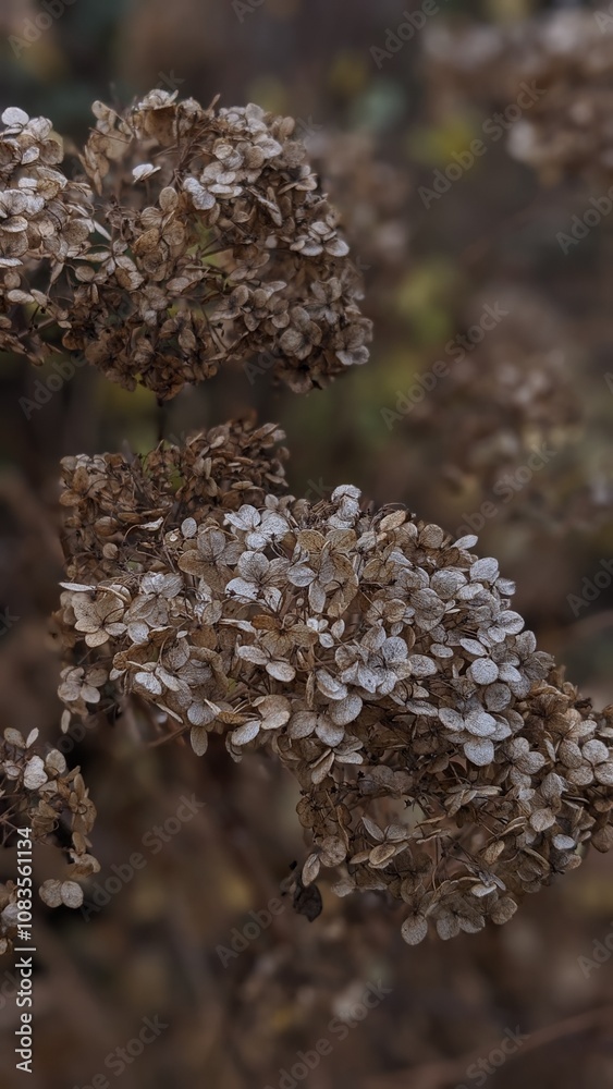 Fototapeta premium mushrooms on a tree