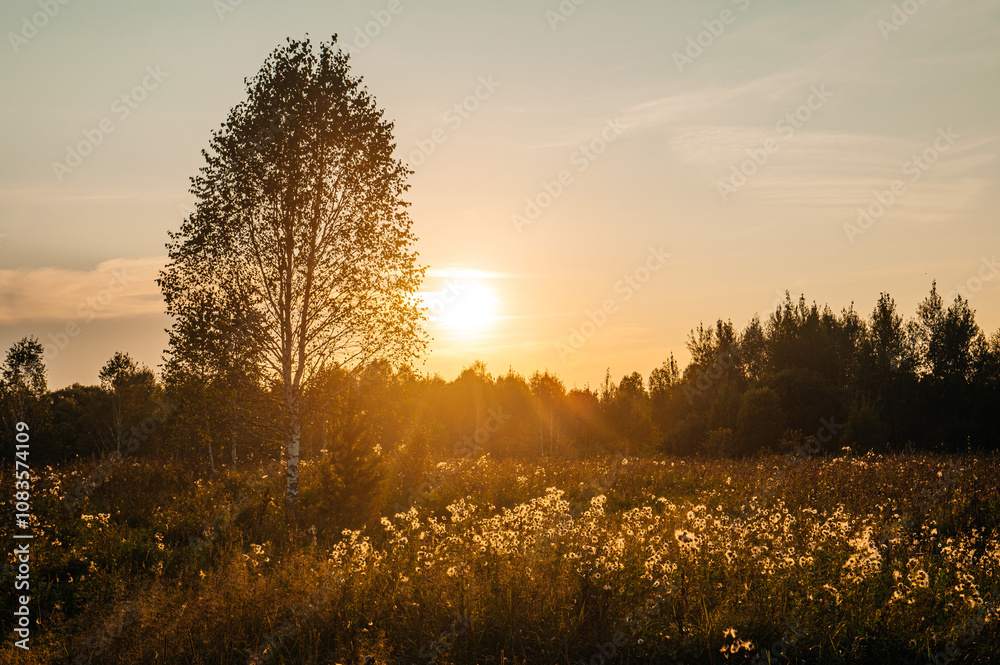 Obraz premium colorful sunset in a field with a lonely birch tree