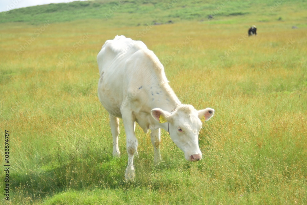 Obraz premium 白い牛