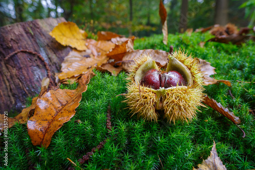 sweet chestnut closeup