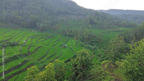 Aerial drone view of rice fields and terraces amidst lush trees and forests in the hills photo