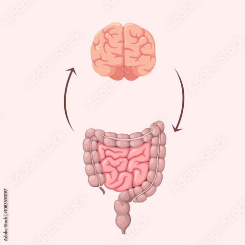 The human brain and intestines. Organs. Vector illustration.