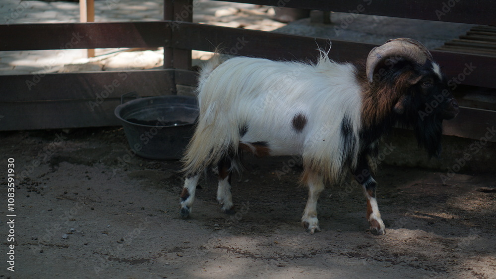Obraz premium Czech goat or Capra aegagrus hircus is a type of goat with a small body posture in the Solo Zoo Safari Park collection, Surakarta.