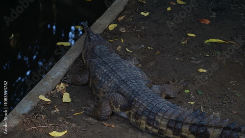 Portrait of Crocodile Crocodylus moreletii at Gembiraloka zoo, Yogyakarta photo