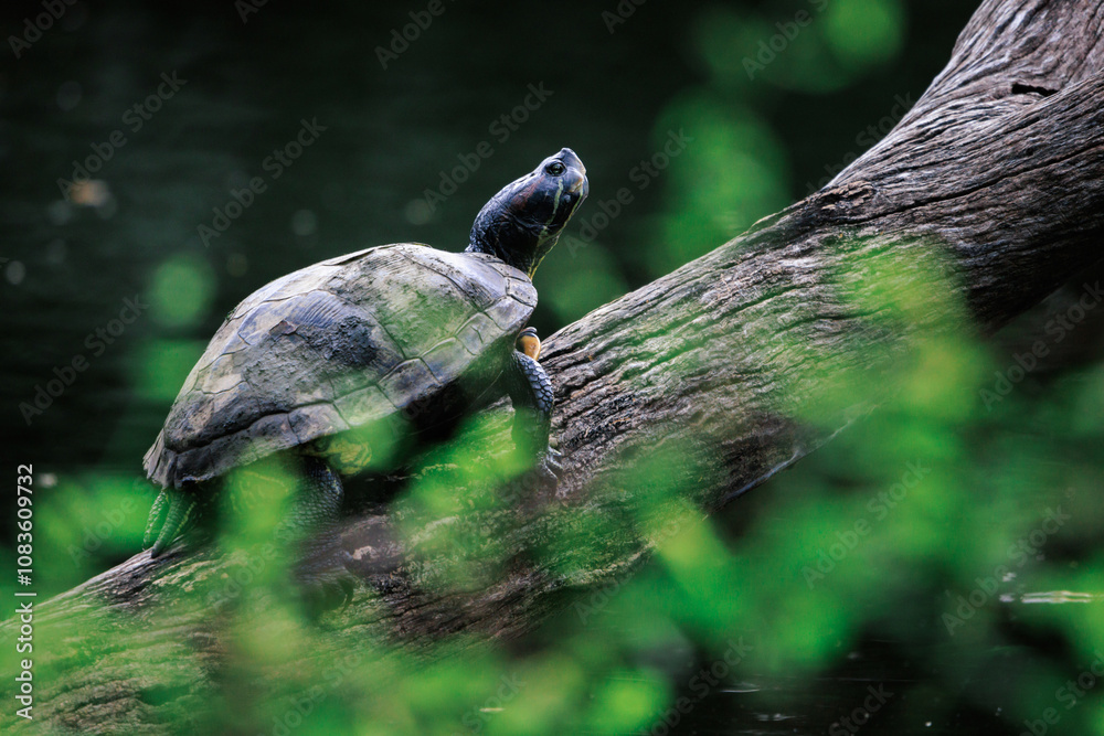 Obraz premium turtle perching on tree trunk in lake of forest park, selective focus
