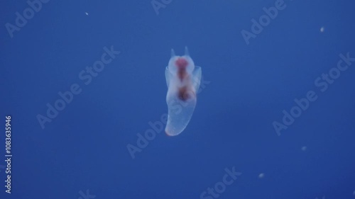 Hokkaido,Japan - November 13, 2024: Closeup of Clione, a kind of sea angel photo