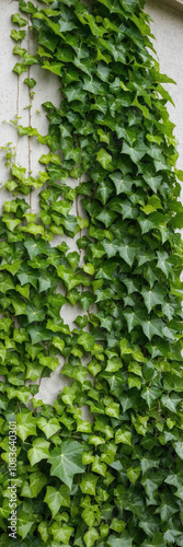 Green ivy vines densely covering a wall creating natural organic texture photo