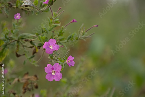  Pink  hairy willowherb wildflower, closeuup, selective focus on a green bokeh background - Epilobium hirsutum 