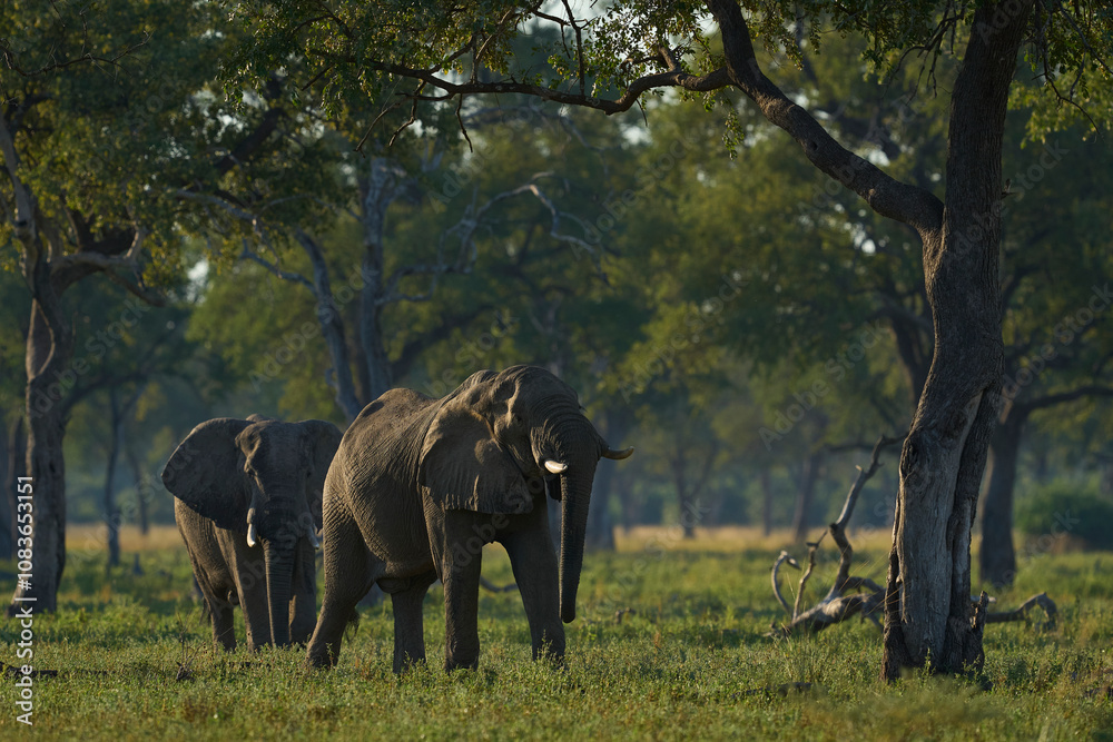 Fototapeta premium Bull African Elephant (Loxodonta africana) walking through a wooded area in South Luangwa National Park, Zambia 