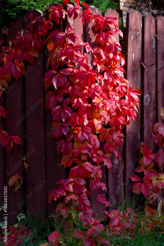 Red leaves of wild grapes