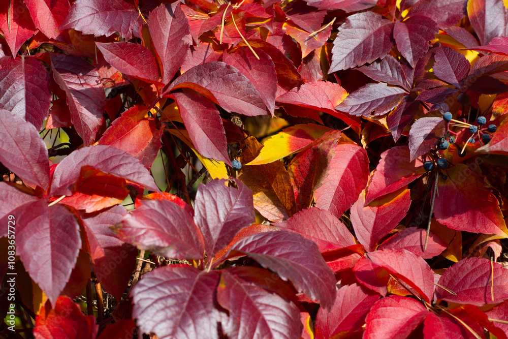 Red leaves of wild grapes
