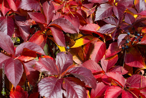 Obraz na płótnie Red leaves of wild grapes w salonie