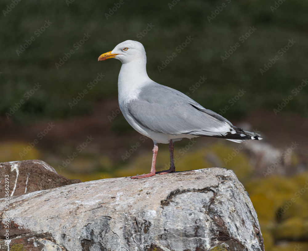 Naklejka premium Herring Gull on a rock, Northumberland, England, United Kingdom