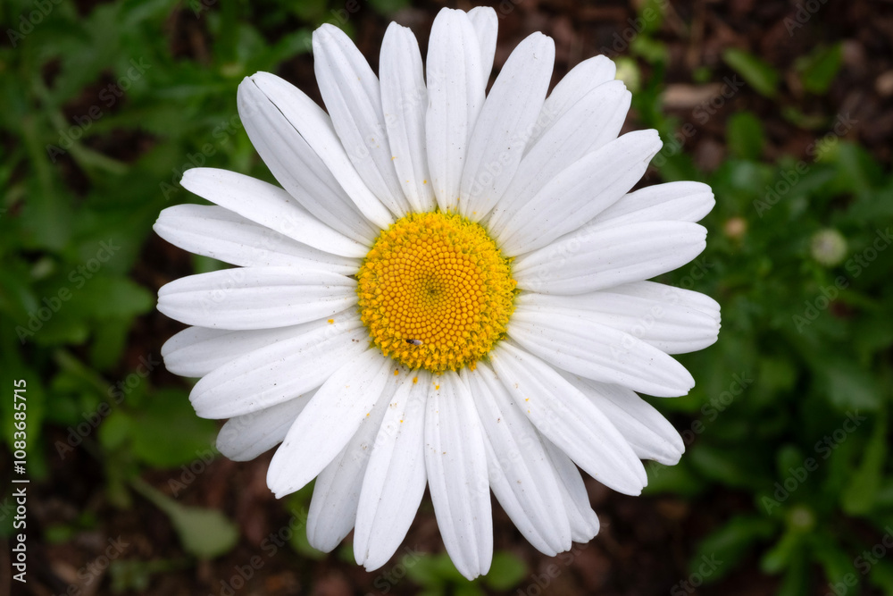 Fototapeta premium white daisy in the garden
