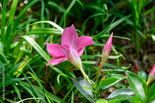 A flower in full bloom and a flower in full bloom