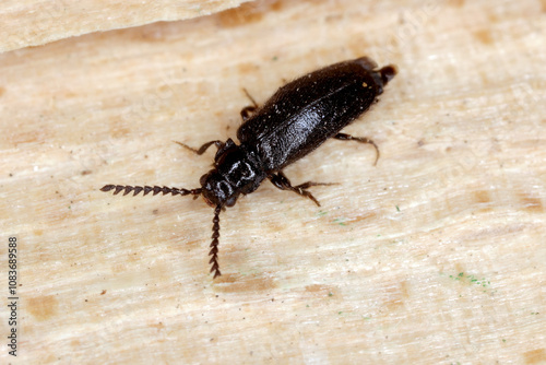 Drilus concolor. An interesting and rarely observed beetle that rests on wood.