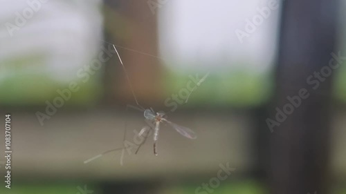 Dolichopeza is a genus of true crane fly. It is the only genus in the subfamily Dolichopezinae.